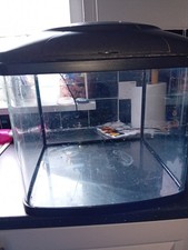 Year old fish tank with - old,