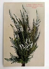 Vintage Postcard - Sprig Of  Scottish Highland Heather