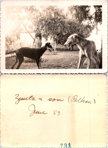 Russian greyhound dog borzoi - russian,