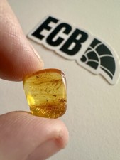 Baltic Amber With Mosquito Inclusion. 100% Real, No Fakes. Uk Seller 🇬🇧