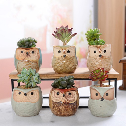 6pcs mini owl plant - 6pcs,