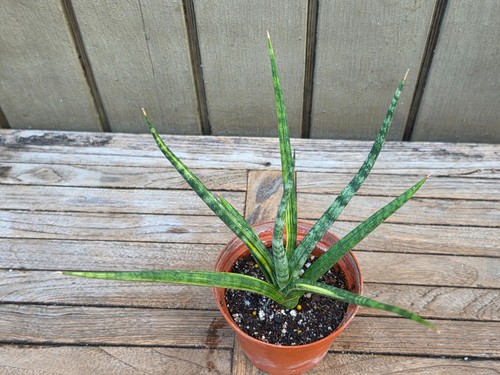 Sansevieria bunlue torch - 'bunlue, torch'