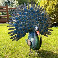 Blue Fan Tailed Peacock Garden