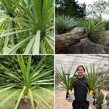 Cordyline Australis Palm Tree Plant Peko Evergreen Tropical Garden Shrub