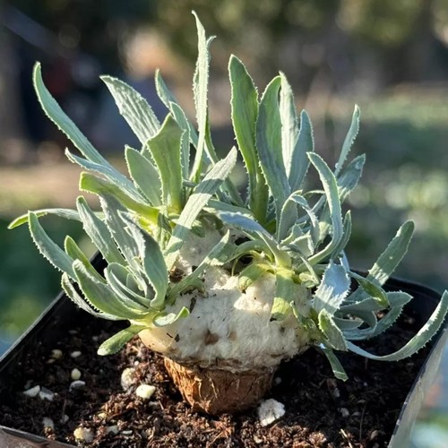 3cm seedgrotfh seedling - 2.5-3cm,