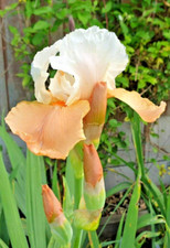 IRIS GERMANICA  -  FESTIVE