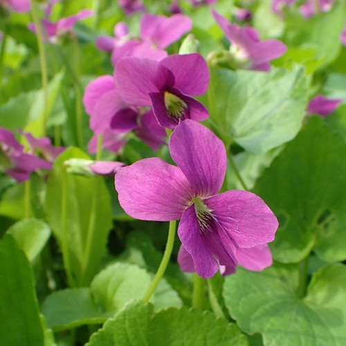 Viola rubra perennial - viola, |