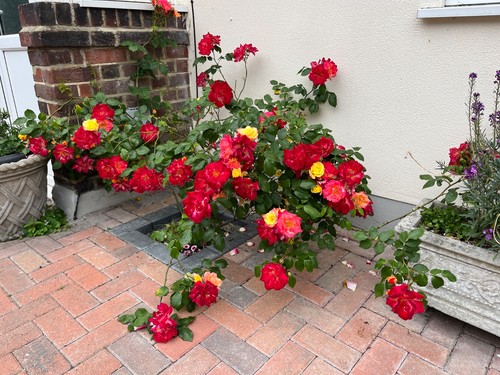 Rose climber masquerade - climber,