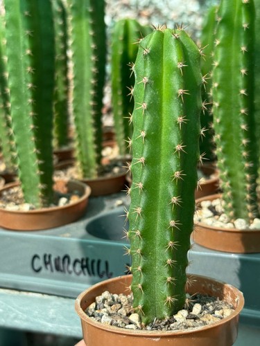 Cactus echinopsis tric - echinopsis,