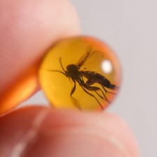 GNAT MOSQUITO 8.3mm sphere bead Burmese / Burmite amber fossil / 100% genuine