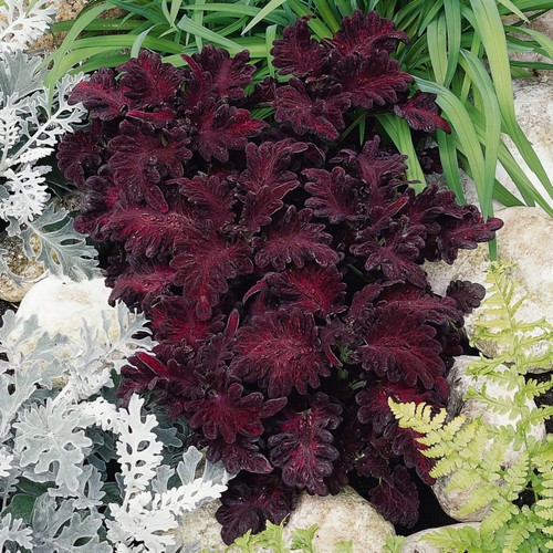 Coleus black dragon unusual - black,