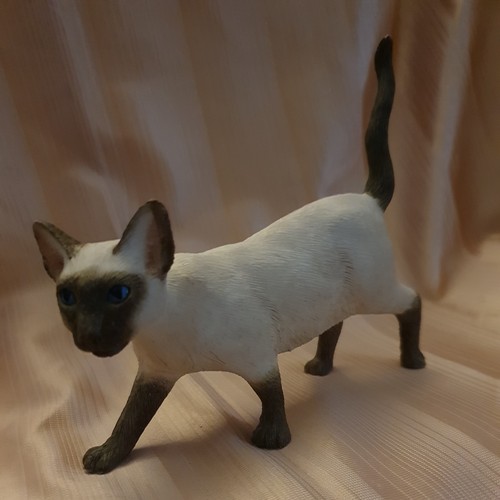 Siamese cat the - cat, leonardo