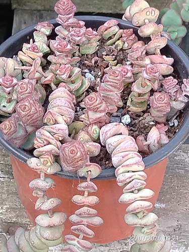 One pot crassula baby - crassula, baby's