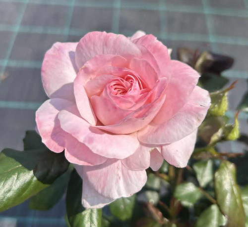 Donna rose pink - rose,