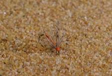1 Doz Orange & Partridge Nymph Flies - Soft Hackle - Fly Fishing on Mustad Hooks
