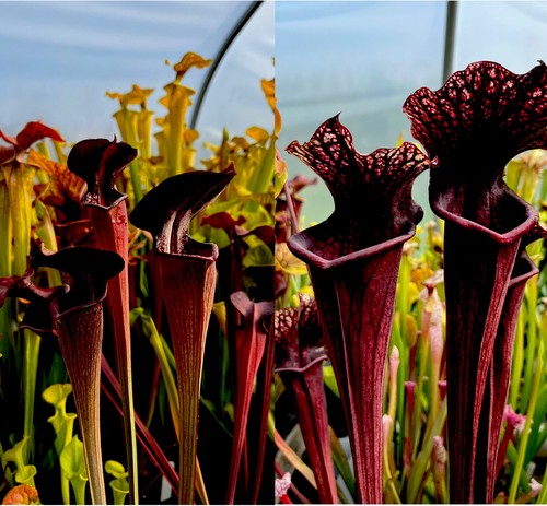 Sarracenia alata black - sarracenia,