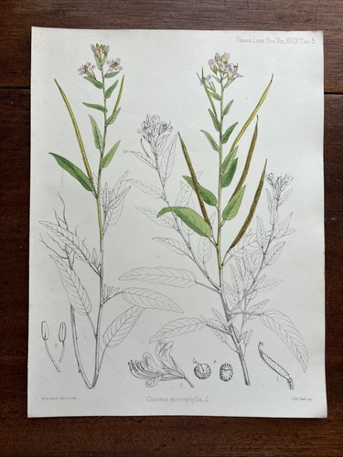 Antique cleome monophylla - antique,