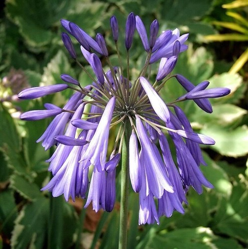 Agapanthus lilac lullaby - agapanthus, lullaby'