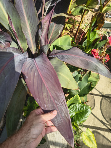 Canna smokey flame - canna, 'smokey