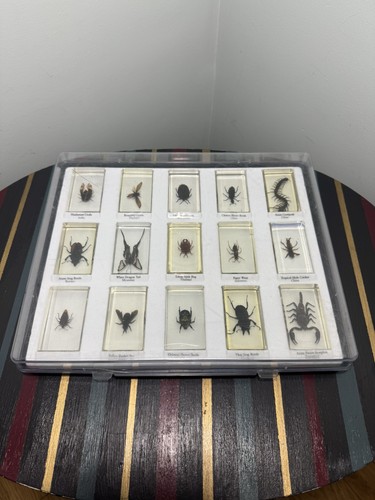 Preserved insects resin - resin, set