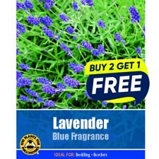 Flower Seeds Plants Borders