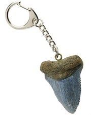 Megalodon Tooth Keyring