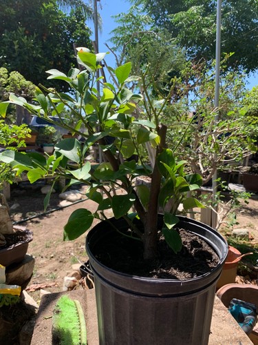 Beautiful lemon tree ready for - tree,