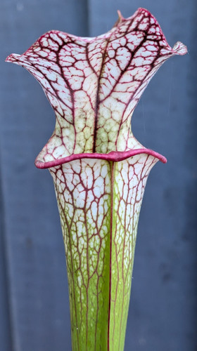 Sarracenia x - x, leuco)