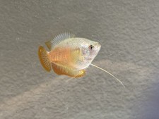 WYSIWYG 2 Pairs Red Flame