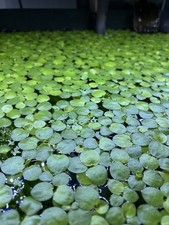 8x Premium Amazon Frogbit