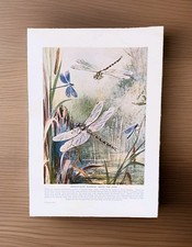 British Dragonflies  on a