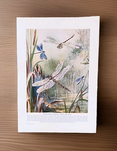 British dragonflies a - british,
