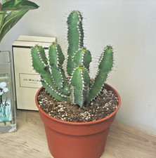 24-29cm Euphorbia Polyacantha