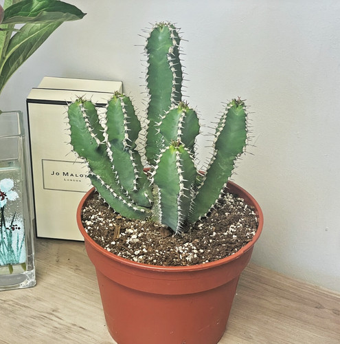 29cm euphorbia polyacantha - 24-29cm,