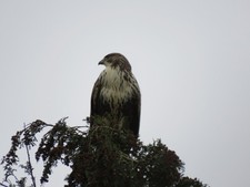 BNWT - Women's Pineapple Joggers 3XL - Plus Size - Pink - Zip Pockets - £34.00