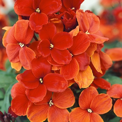 100 erysimum cheiri scarlet - 100,