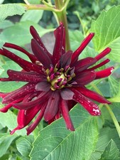 Two Dark Red Dahlia 'Chat Noir' (Semi Cactus) Tubers to Plant (Free UK Post)