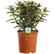 Crassula Minor - 1 Plant -