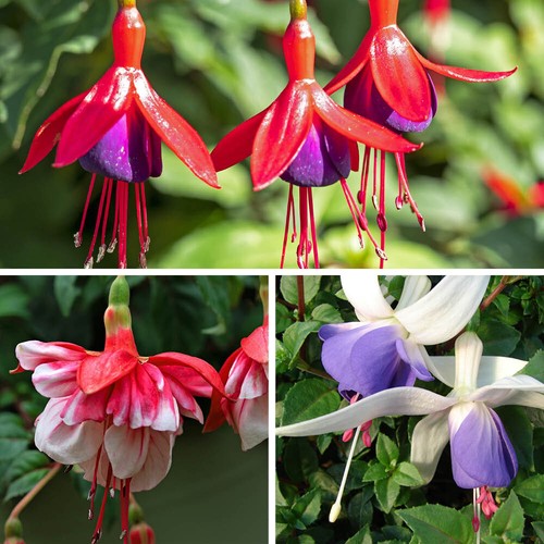 Hardy flowering shrubs - hardy,