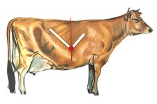 Jersey Cow Clock - Jersey Cows