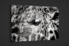 Artographie - Giraffe Close Up