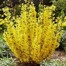 Forsythia ‘Weekend’ –