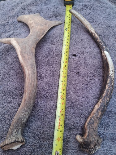 Fallow deer antlers - fallow,