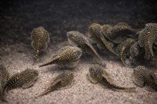 Hillstream loach sewellia - hillstream,