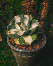 Agave potatorum 'Ouhi-Raijin Variegata' 9cm pot rare live indoor plant