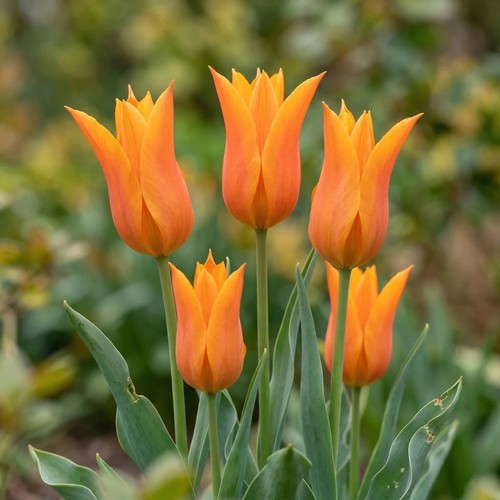 Tulip ballerina bulbs x20 - x20, |