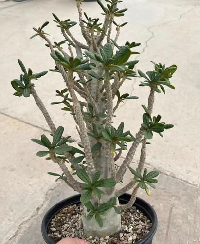 Dorstenia gigas schweinf - dorstenia,