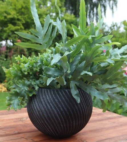 28cm swirl bowl plant - swirl, flower