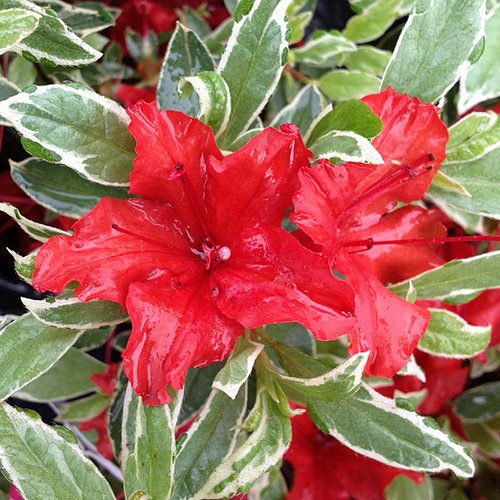 Azalea hot shot variëgata - shot,