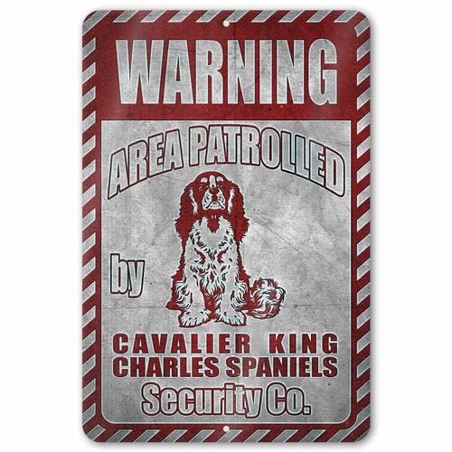 Cavalier king charles spaniel - cavalier,